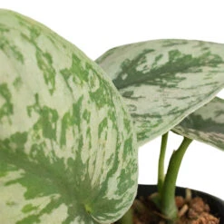 Epipremnum Trebie - Satin Pothos Trebie -PlantVibe Shop Epipremnum Trebie Satin Pothos Trebie 3