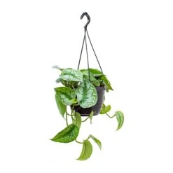 Epipremnum Trebie - Satin Pothos Trebie -PlantVibe Shop Epipremnum Trebie Satin Pothos Trebie Hanging Small