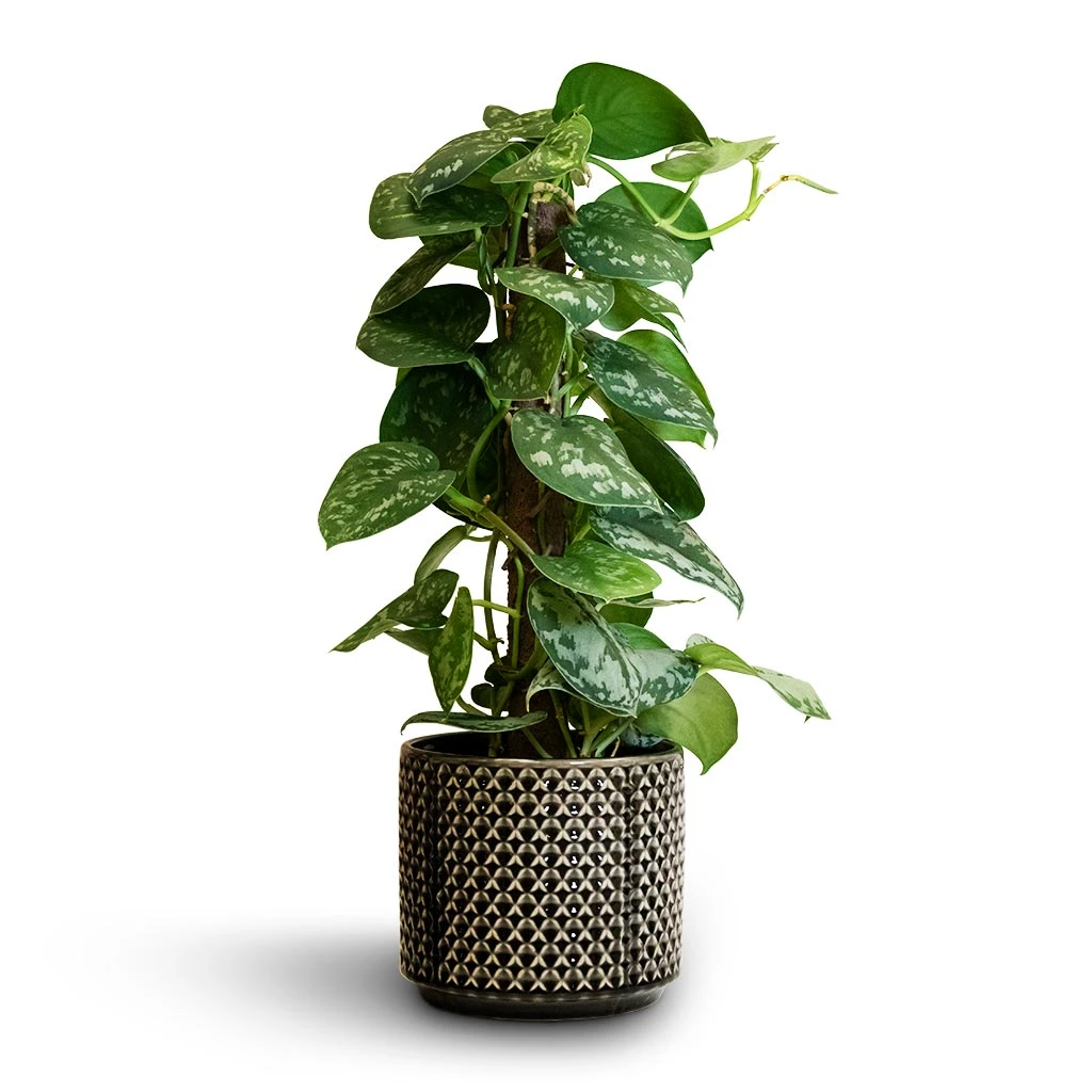 Epipremnum Trebie - Satin Pothos Trebie - Moss Pole 3 Epipremnum Trebie - Satin Pothos Trebie - Moss Pole - Image 3