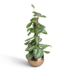 Epipremnum Trebie - Satin Pothos Trebie - Moss Pole 17 Epipremnum Trebie - Satin Pothos Trebie - Moss Pole -PlantVibe Shop Epipremnum Trebie Satin Pothos Trebie Moss Pole 15x60cm Yvette Plant Pot Gold 19x16cm