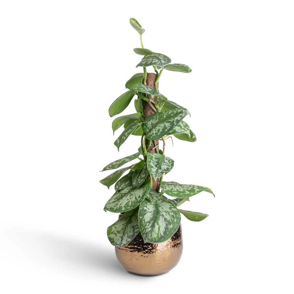 Epipremnum Trebie - Satin Pothos Trebie - Moss Pole 5 Epipremnum Trebie - Satin Pothos Trebie - Moss Pole - Image 5