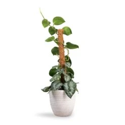Epipremnum Trebie - Satin Pothos Trebie - Moss Pole 20 Epipremnum Trebie - Satin Pothos Trebie - Moss Pole -PlantVibe Shop Epipremnum Trebie Satin Pothos Trebie Moss Pole 19x80cm Angle Couple Plant Pot White 24x23cm ec26c18c 1707 4cbc b2d5 5c0e25ba2052