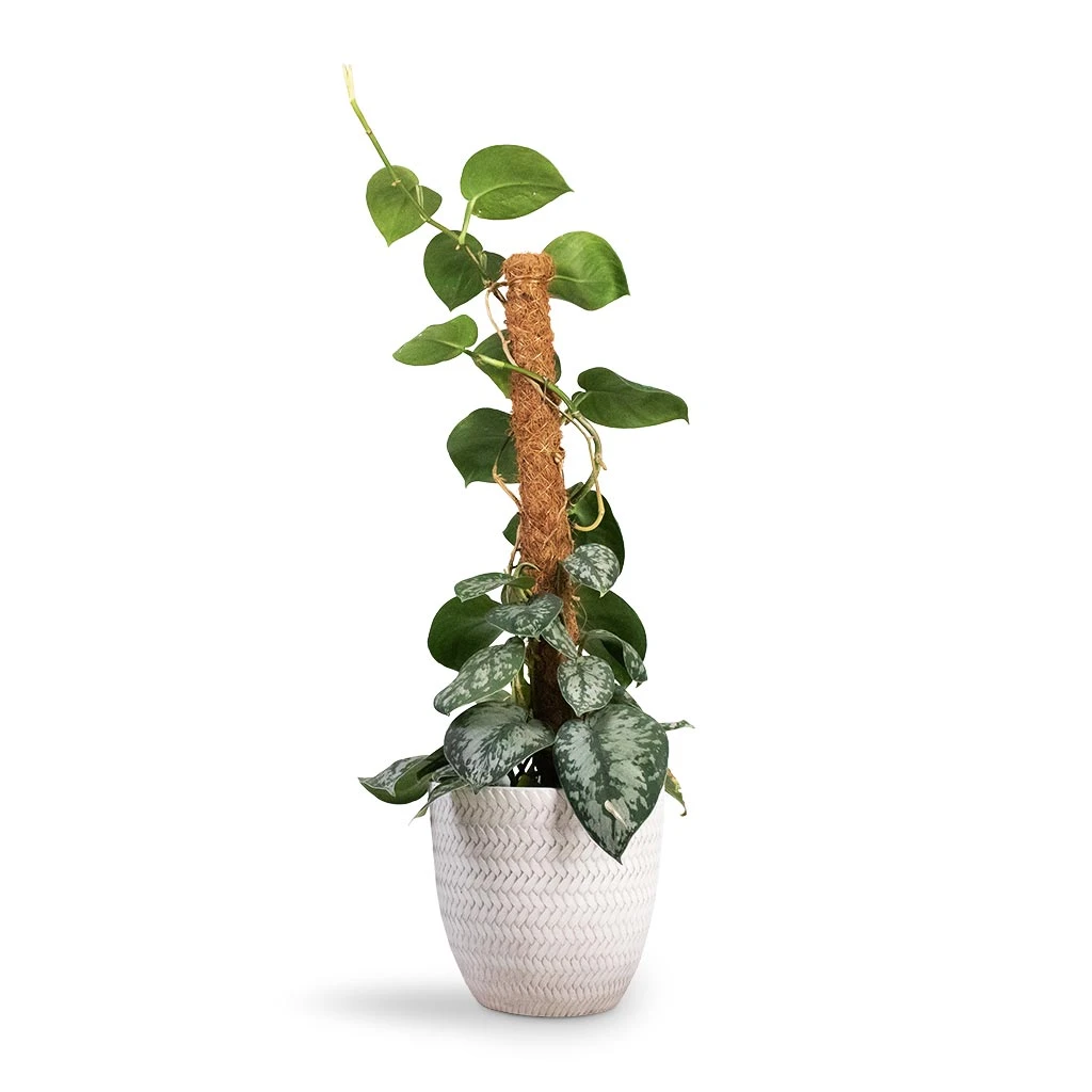 Epipremnum Trebie - Satin Pothos Trebie - Moss Pole 8 Epipremnum Trebie - Satin Pothos Trebie - Moss Pole - Image 8