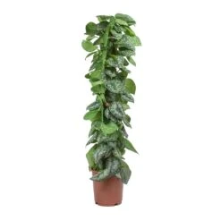 Epipremnum Trebie - Satin Pothos Trebie - Moss Pole 23 Epipremnum Trebie - Satin Pothos Trebie - Moss Pole -PlantVibe Shop Epipremnum Trebie Satin Pothos Trebie Moss Pole