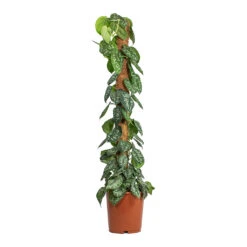 Epipremnum Trebie - Satin Pothos Trebie - Moss Pole 19 Epipremnum Trebie - Satin Pothos Trebie - Moss Pole -PlantVibe Shop Epipremnum Trebie Satin Pothos Trebie Moss Pole 24cm