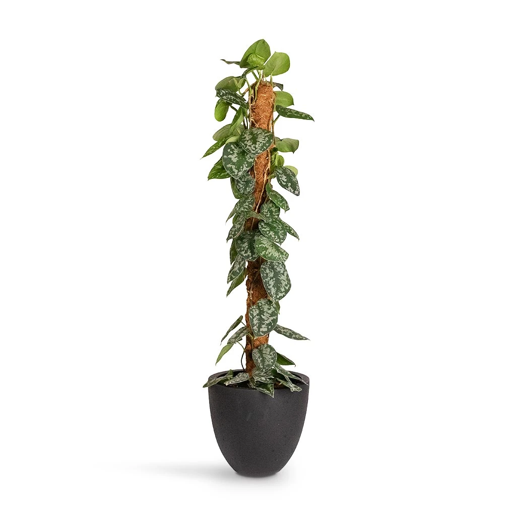 Epipremnum Trebie - Satin Pothos Trebie - Moss Pole 9 Epipremnum Trebie - Satin Pothos Trebie - Moss Pole - Image 9