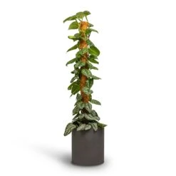 Max Refined Planter - Volcano Black -PlantVibe Shop Epipremnum Trebie Satin Pothos Trebie Moss Pole 24x120cm Pot Max Refined Planter Volcano Black 29x29.5cm 4
