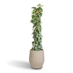 Humus Plant Pot - Concrete -PlantVibe Shop Epipremnum Trebie Satin Pothos Trebie Moss Pole 27x160cm Humus Plant Pot Concrete 37x42.5cm 86418696 434b 4f12 b4bd d1db9ee20e16