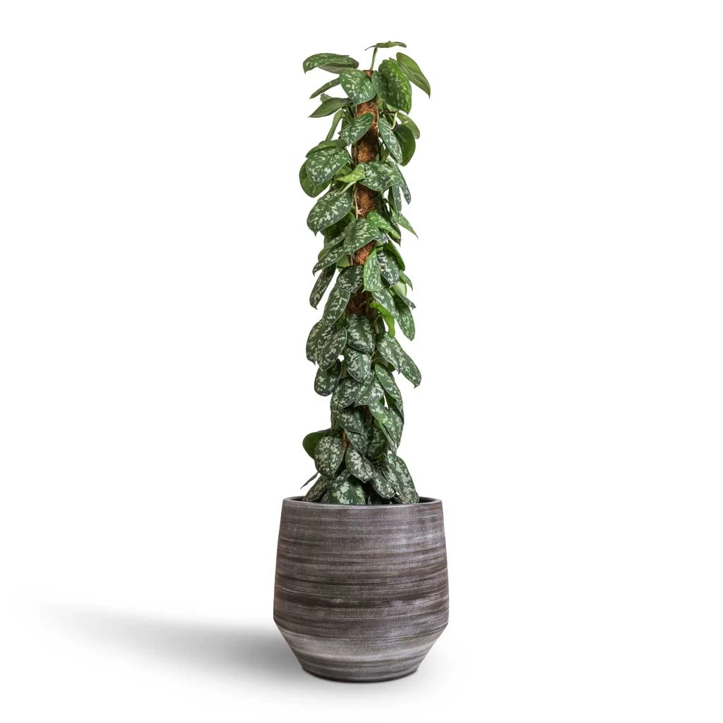 Epipremnum Trebie - Satin Pothos Trebie - Moss Pole 12 Epipremnum Trebie - Satin Pothos Trebie - Moss Pole - Image 12