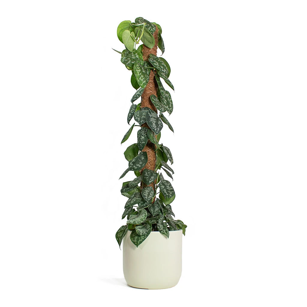 Epipremnum Trebie - Satin Pothos Trebie - Moss Pole 10 Epipremnum Trebie - Satin Pothos Trebie - Moss Pole - Image 10