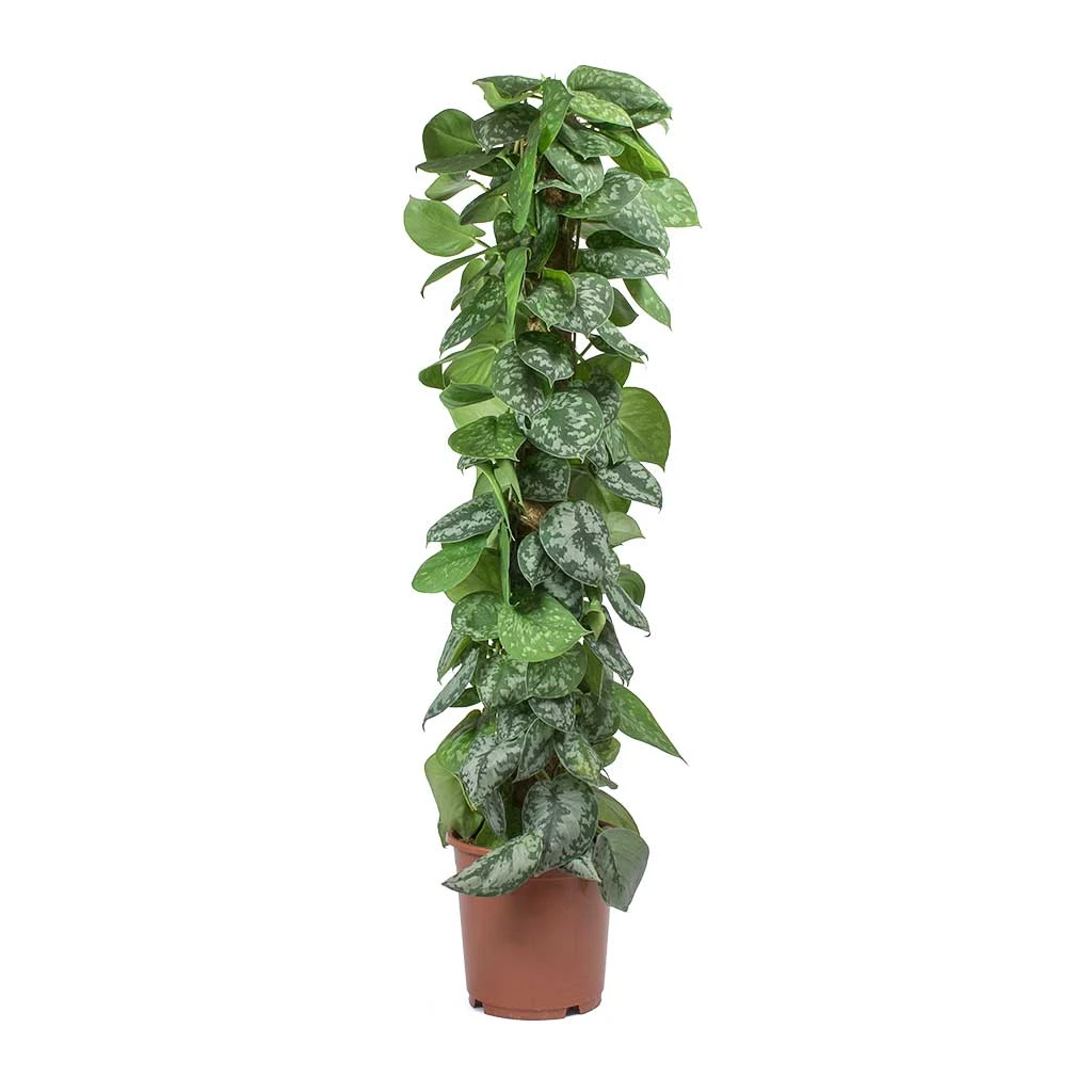 Epipremnum Trebie - Satin Pothos Trebie - Moss Pole 11 Epipremnum Trebie - Satin Pothos Trebie - Moss Pole - Image 11