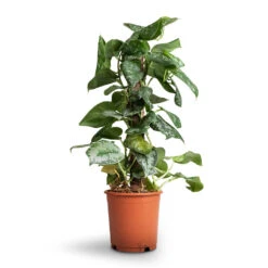 Epipremnum Trebie - Satin Pothos Trebie - Moss Pole 16 Epipremnum Trebie - Satin Pothos Trebie - Moss Pole -PlantVibe Shop Epipremnum Trebie Satin Pothos Trebie Moss Pole b10c115e 5acc 4977 9df7 101490acb0c9