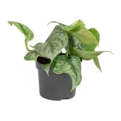 Epipremnum Trebie - Satin Pothos Trebie -PlantVibe Shop Epipremnum Trebie Satin Pothos Trebie Small