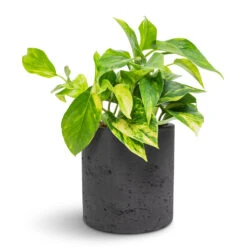 Puk Plant Pot - Black Washed -PlantVibe Shop Epipremnum aureum Golden Pothos 12x25cm Puk Plant Pot Black Washed 15x15cm