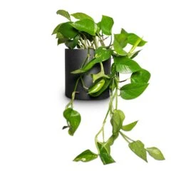Puk Natural Planter - Matt Black 12 Puk Natural Planter - Matt Black -PlantVibe Shop Epipremnum aureum Golden Pothos 15x30cm Puk Natural Planter Matt Black 20x20cm
