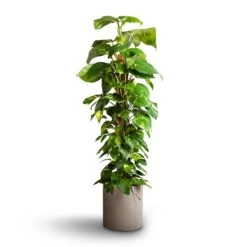 Max Refined Planter - Clouded Grey 12 Max Refined Planter - Clouded Grey -PlantVibe Shop Epipremnum aureum Golden Pothos Moss Pole 24x120cm Max Refined Planter Clouded Grey 29x29.5cm f21335a2 694a 468c 996a db45501a5296