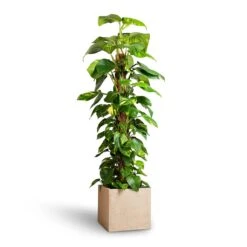 Raindrop Cube Planter - Stone -PlantVibe Shop Epipremnum aureum Golden Pothos Moss Pole 24x120cm Raindrop Cube Planter Stone 30x30x27cm 25ab2f0c 2121 4b5a b2ea c3e4d4028914