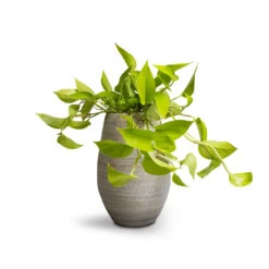 Noor Plant Vase - Metallic Grey -PlantVibe Shop Epipremnum aureum Neon Golden Neon Pothos 15x40cm Noor Plant Vase Metallic Grey 23x36cm