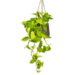 Patt Hanging Plant Pot - Black Washed 18 Patt Hanging Plant Pot - Black Washed -PlantVibe Shop Epipremnum aureum Neon Golden Neon Pothos Houseplant 15x40cm Plant Pot Patt Hanging Black Wash 20x17cm a1e5f424 ea21 4341 8cef 8cd7fe3fa8f5