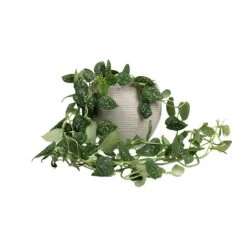 Abby Ball Plant Pot - Ridged Cement -PlantVibe Shop Epipremnum pictum Argyraeus Satin Pothos 15x40cm Abby Ball Plant Pot Ridged Cement 23x20cm fb310b21 298a 46f4 bfcd 1a5632033a14