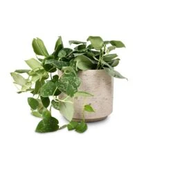 Epipremnum Pictum Silvery Ann - Satin Pothos 12 Epipremnum Pictum Silvery Ann - Satin Pothos -PlantVibe Shop Epipremnum pictum Silvery Ann Satin Pothos 14x35cm Novi Plant Pot Grey Washed 18x15.5cm aa7ee264 029a 46c2 886c ebe1abe1be0f