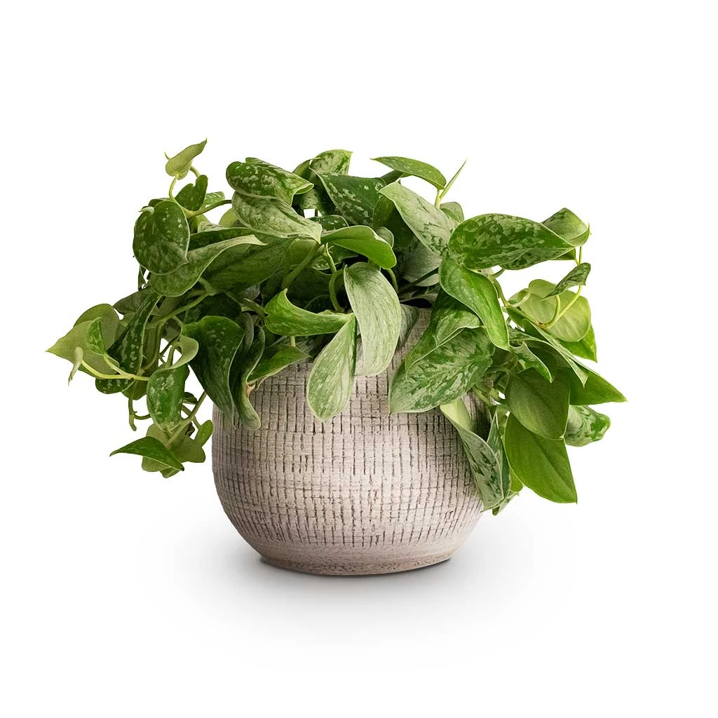 Epipremnum Pictum Silvery Ann - Satin Pothos 1 Epipremnum Pictum Silvery Ann - Satin Pothos
