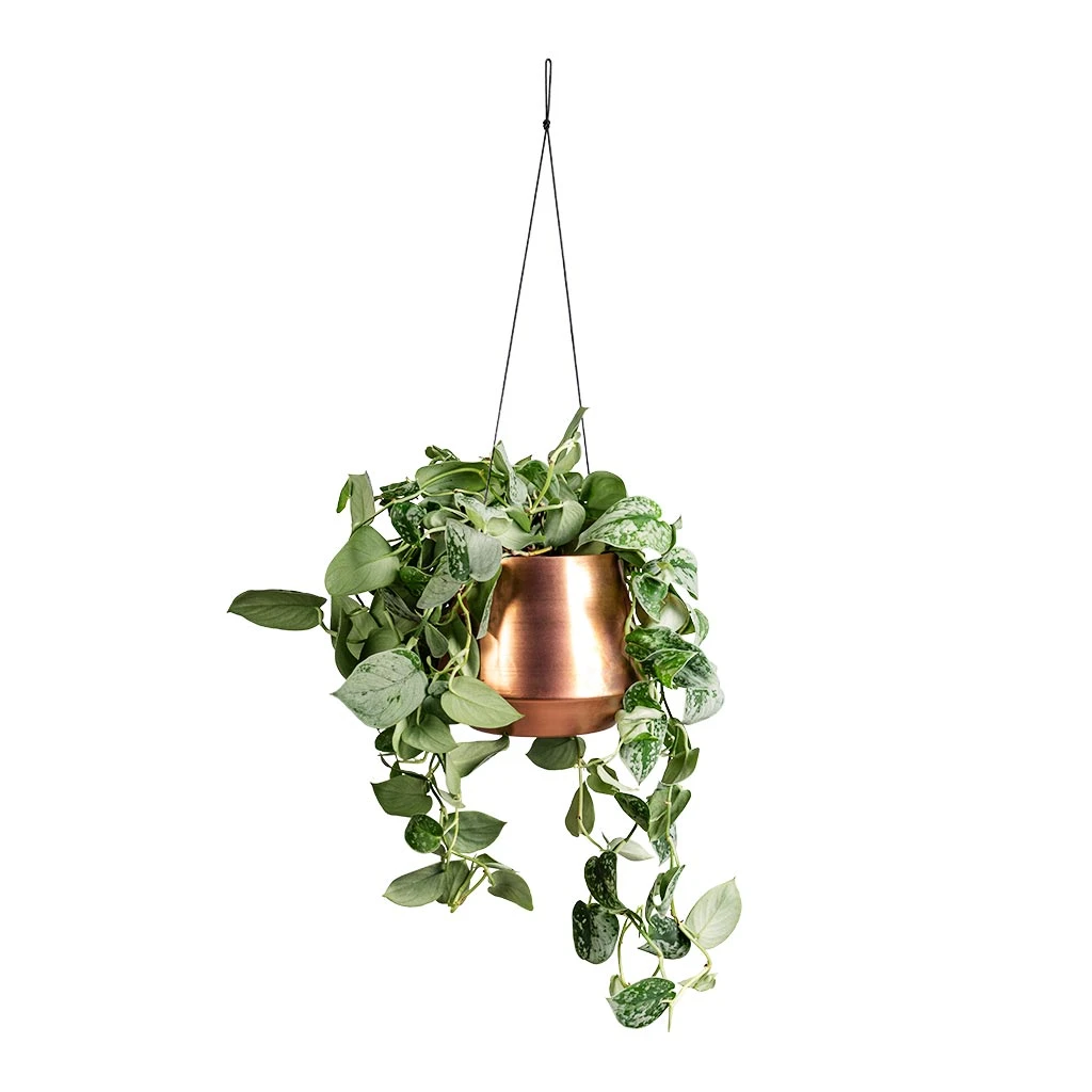 Epipremnum Pictum Silvery Ann - Satin Pothos 7 Epipremnum Pictum Silvery Ann - Satin Pothos - Image 7