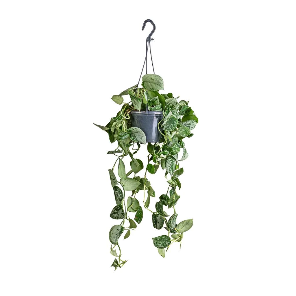 Epipremnum Pictum Silvery Ann - Satin Pothos 5 Epipremnum Pictum Silvery Ann - Satin Pothos - Image 5