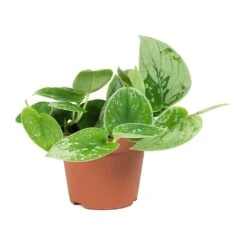 Epipremnum Pictum Silvery Ann - Satin Pothos 11 Epipremnum Pictum Silvery Ann - Satin Pothos -PlantVibe Shop Epipremnum pictum Silvery Ann Satin Pothos