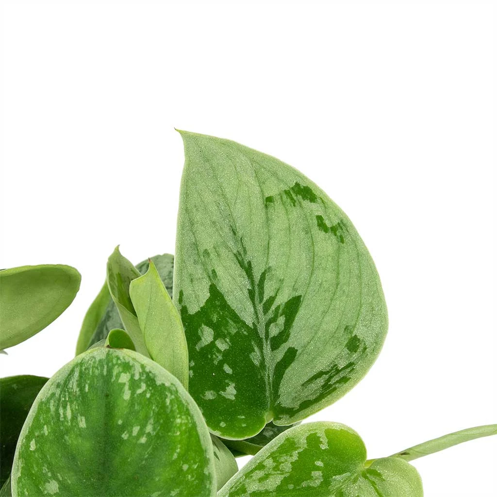 Epipremnum Pictum Silvery Ann - Satin Pothos 2 Epipremnum Pictum Silvery Ann - Satin Pothos - Image 2