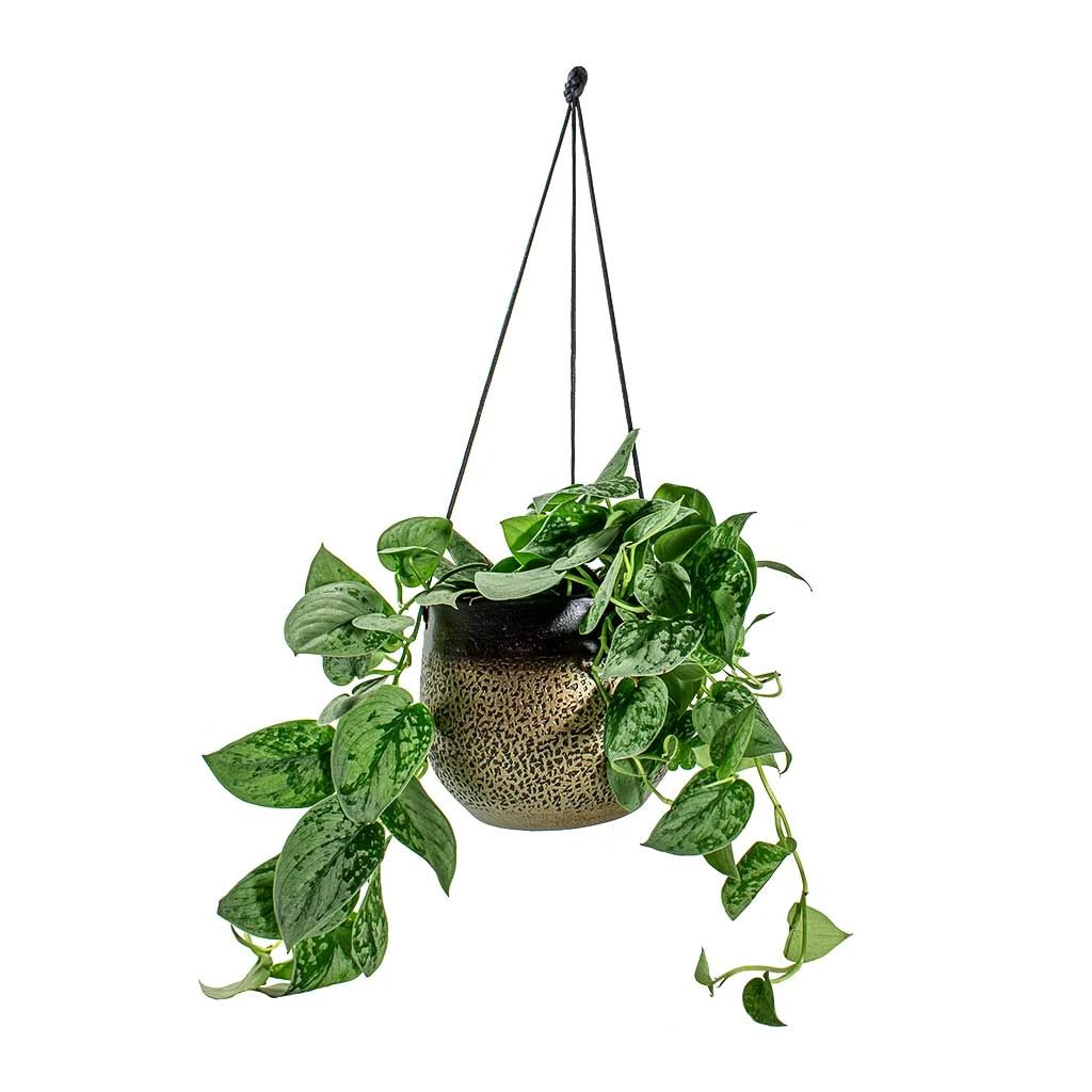 Epipremnum Pictum Silvery Ann - Satin Pothos 8 Epipremnum Pictum Silvery Ann - Satin Pothos - Image 8