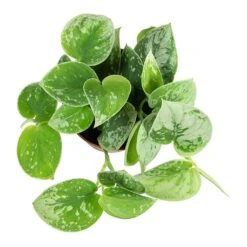 Epipremnum Pictum Silvery Ann - Satin Pothos 14 Epipremnum Pictum Silvery Ann - Satin Pothos -PlantVibe Shop Epipremnum pictum Silvery Ann Satin Pothos Plant