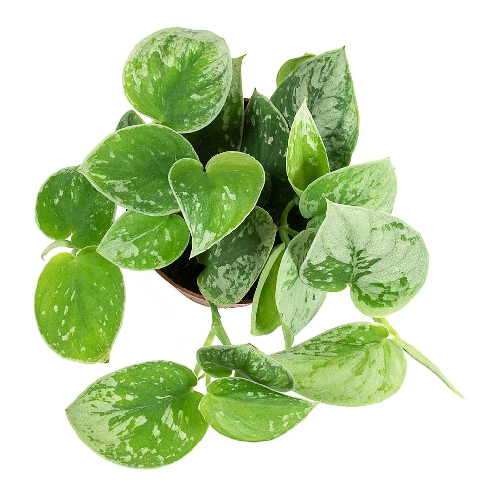 Epipremnum Pictum Silvery Ann - Satin Pothos 6 Epipremnum Pictum Silvery Ann - Satin Pothos - Image 6