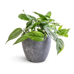 Epipremnum Pinnatum - Cebu Blue Pothos