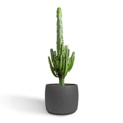 Mini Valerie Plant Pot - Black Washed 18 Mini Valerie Plant Pot - Black Washed -PlantVibe Shop Euphorbia erytrea Desert Cactus 24x90cm Mini Valerie Plant Pot Black Washed 36x28cm 2 b18f8118 d506 4f28 be41 9de11feea315