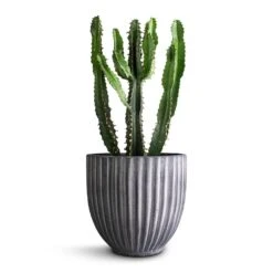Lagos Plant Pot - Anthracite -PlantVibe Shop Euphorbia triangularis 14x40cm Lagos Plant Pot Anthracite 20x20cm 290bf94e 9038 4a7f ab61 7788f44c5b60