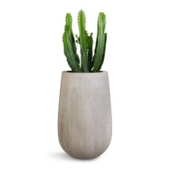 Patt High Plant Vase - Ridged Cement 18 Patt High Plant Vase - Ridged Cement -PlantVibe Shop Euphorbia triangularis 17x45cm Patt High Plant Vase Ridged Cement 29x43cm 1043ac87 2b0e 4dcf a4a6 115a3f55ef9f