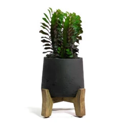 Patt Plant Pot - Low Stand - Black Washed -PlantVibe Shop Euphorbia trigona rubra African Milk Tree Patt Plant Pot Low Stand Black Washed