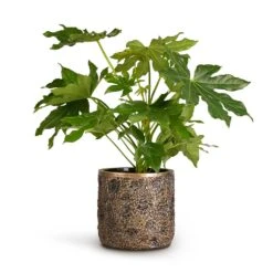 Luxe Lite Moon Cylinder Planter - Bronze 10 Luxe Lite Moon Cylinder Planter - Bronze -PlantVibe Shop Fatsia japonica Japanese Aralia 17x60cm Luxe Lite Moon Cylinder Planter Bronze 23x22cm