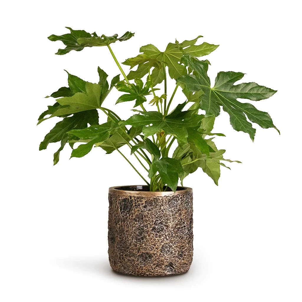 Luxe Lite Moon Cylinder Planter - Bronze 3 Luxe Lite Moon Cylinder Planter - Bronze - Image 3