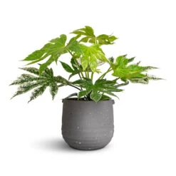 Fatsia Japonica - Variegated Japanese Aralia -PlantVibe Shop Fatsia japonica Variegated Japanese Aralia 17x40cm Aurora Terrazzo Handle Plant Pot Slate 19x17cm