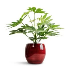 Fatsia Japonica - Variegated Japanese Aralia -PlantVibe Shop Fatsia japonica Variegated Japanese Aralia 17x40cm Cresta Plant Pot Deep Red 22x20cm