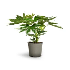 Fatsia Japonica - Variegated Japanese Aralia -PlantVibe Shop Fatsia japonica Variegated Japanese Aralia 17x60cm 1