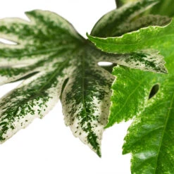 Fatsia Japonica - Variegated Japanese Aralia -PlantVibe Shop Fatsia japonica Variegated Japanese Aralia 17x60cm CLOSE 1