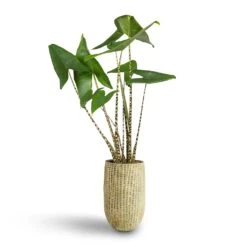 Alocasia Zebrina Tiger - Elephant Ear -PlantVibe Shop Feico Mint Vase Alocasia d53d85f5 b865 4c07 9725 4c6db22706a9