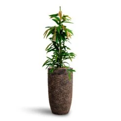 Luxe Lite Layer Partner Planter - Bronze 20 Luxe Lite Layer Partner Planter - Bronze -PlantVibe Shop Ficus Amstel King HydrocultureLuxe Lite Layer Partner Planter Bronze e1531c22 a242 4685 a5d0 374bfb296a3f