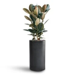 Solid Cylinder Planter - Dark Grey -PlantVibe Shop Ficus Elastica Abidjan Hydroculture Basic Cylinder Planter Dark Grey 063f9e1e ae08 458b aced d7fcd27a3fde