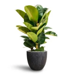 Ficus Elastica Robusta - Rubber Plant - HydroCare -PlantVibe Shop Ficus Elastica Robusta Hydroculture Raindrop Couple Planter Anthracite