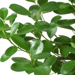 Ficus Moclame - HydroCare -PlantVibe Shop Ficus Moclame Indian Laurel Leaves 630302b3 ccff 4798 a787 2488bd97b544