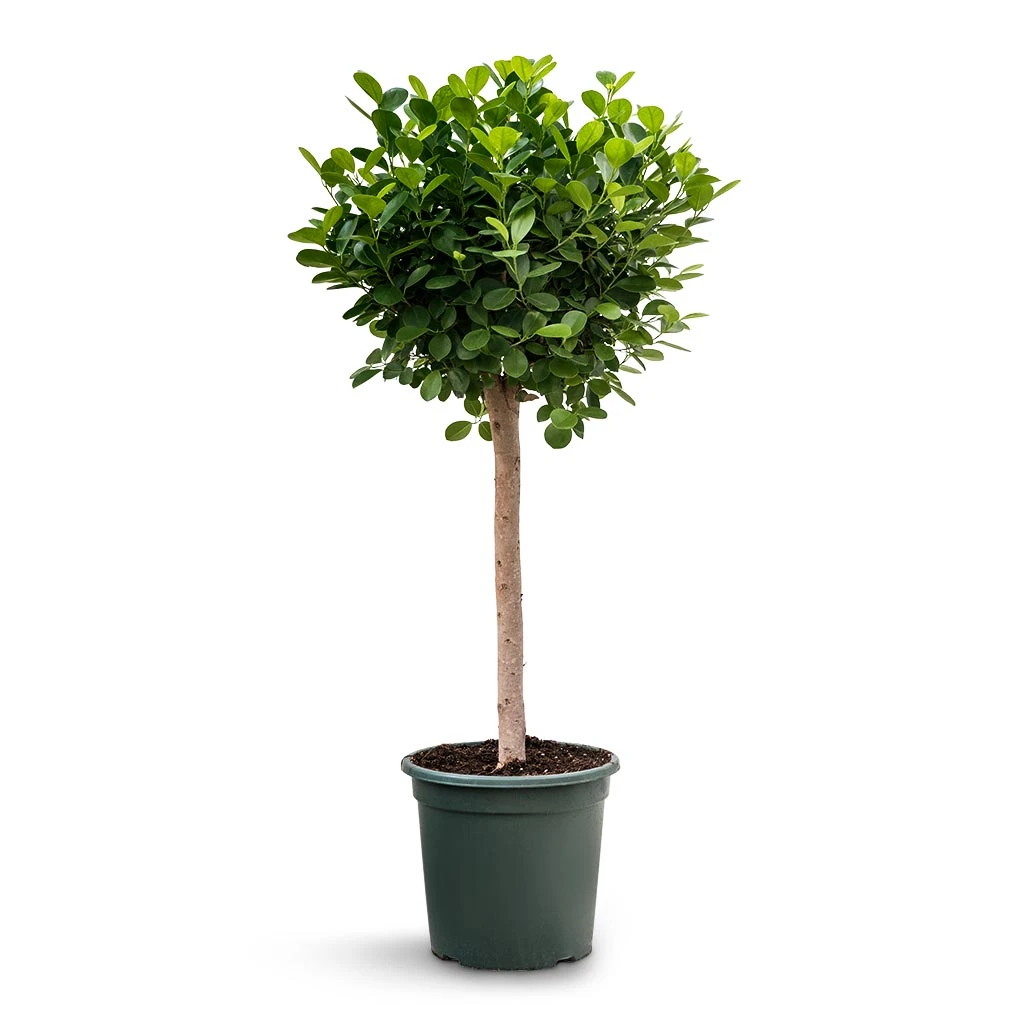 Ficus Moclame - Indian Laurel - Straight Stem 1 Ficus Moclame - Indian Laurel - Straight Stem